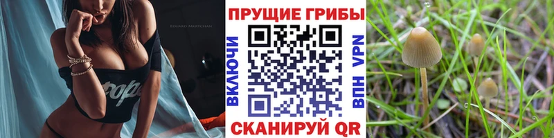 купить закладку  Почеп  ОМГ ОМГ зеркало  Псилоцибиновые грибы Magic Shrooms 